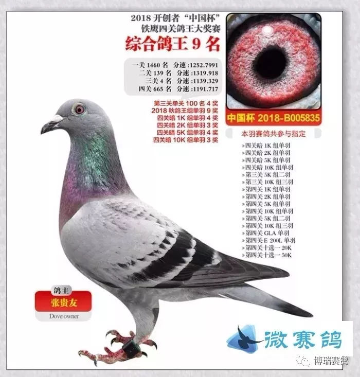 赛鸽资讯天堂官网下载手机版2023科汇赛鸽赛事直播网站