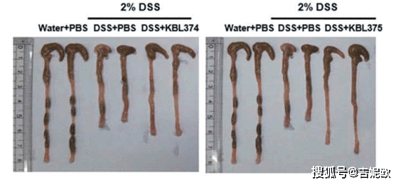 dss客户端dss综合监控管理平台