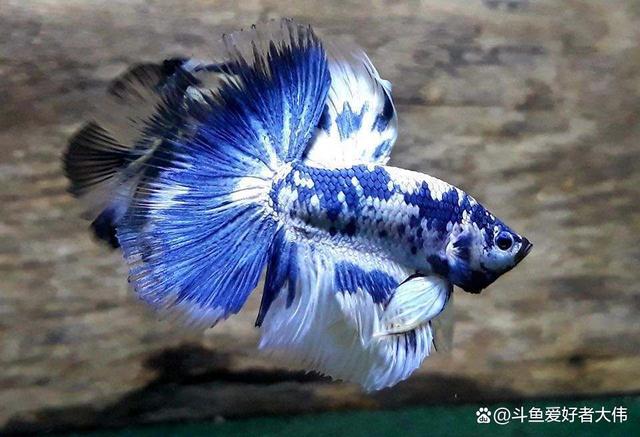斗鱼色版苹果版骑行者app苹果改名了吗