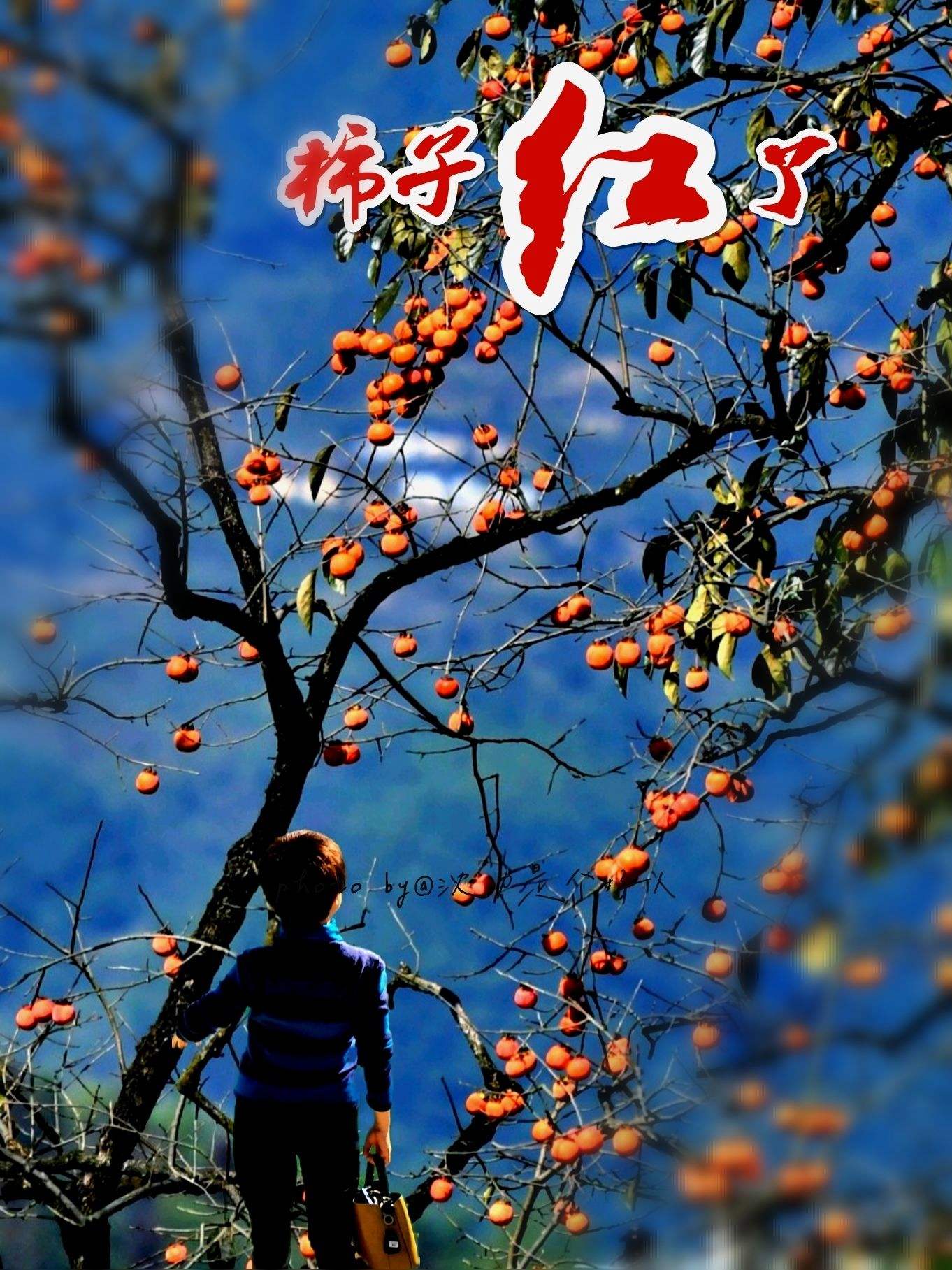 柿子安卓版柿子小本安卓-第1张图片-太平洋在线下载