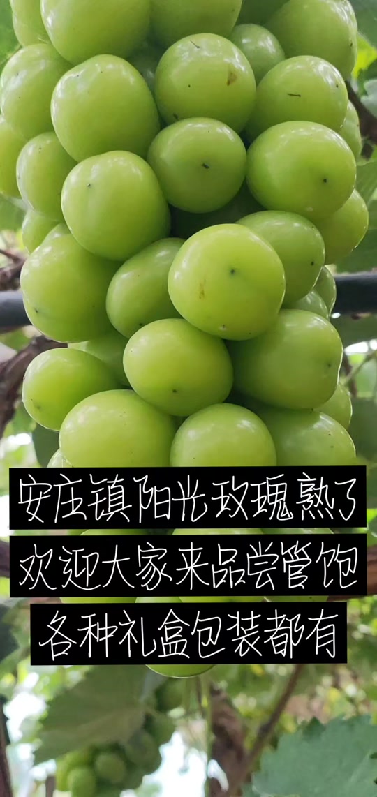 葡萄商城苹果版苹果商店官网商城