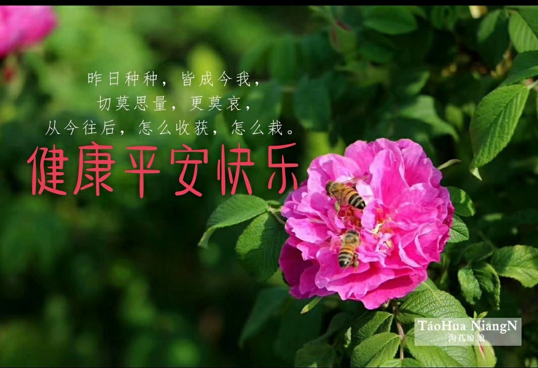 淘花安卓版淘花下载安卓