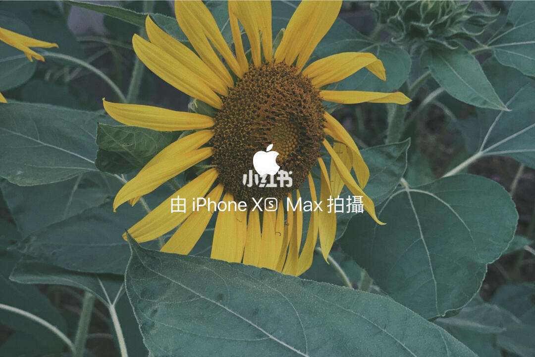 苹果版水印(苹果版水印相机怎么设置拍照自动保存)