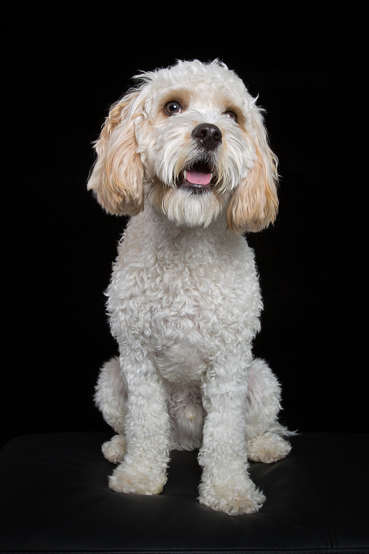 国王版手机下载苹果版(国王版手机下载苹果版软件)