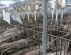 养猪大亨红包版苹果版(养猪大亨红包版最新版本)