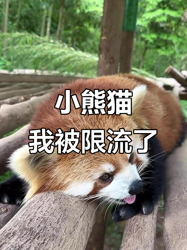 熊猫直播手机主播版(熊猫直播手机主播版本下载)