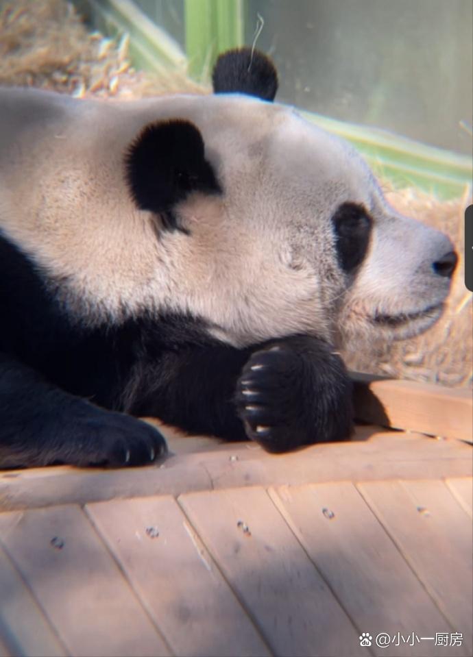 熊猫直播手机主播版(熊猫直播手机主播版本下载)-第4张图片-QuickQ官网